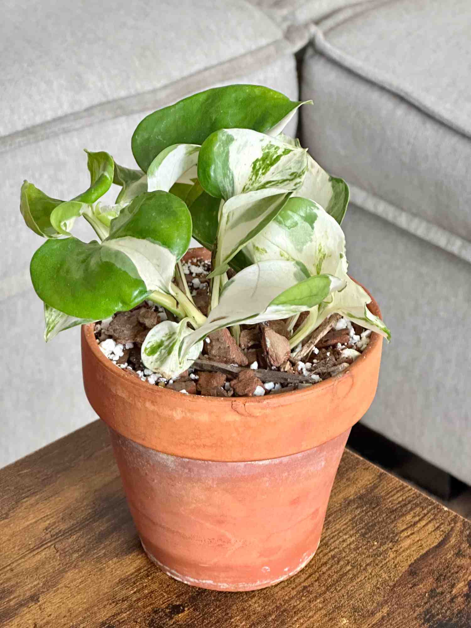 Reviews! – Pandy's Garden Center